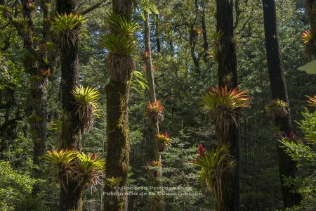 santuario-bromelias_1